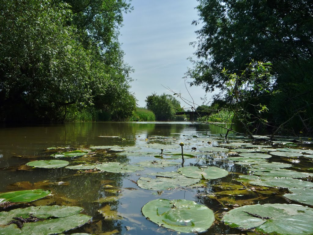 Sparsey Bridge in distance- Cherwell by RobBobTun