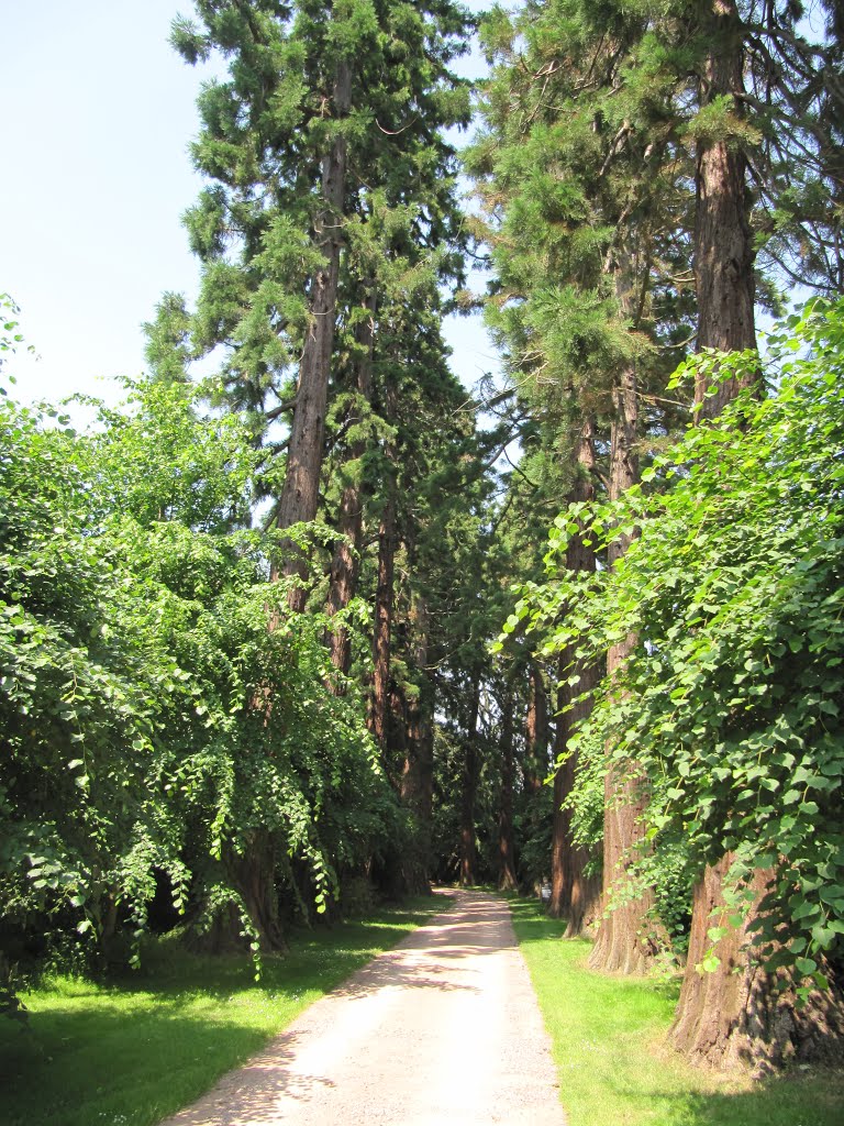 Driveway to Sunnycroft, 200 Holyhead Road, Wellington, Telford by oldchippy