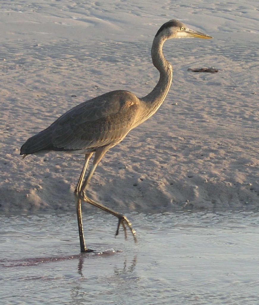 Blue Heron in Siesta Key by kingcobra007