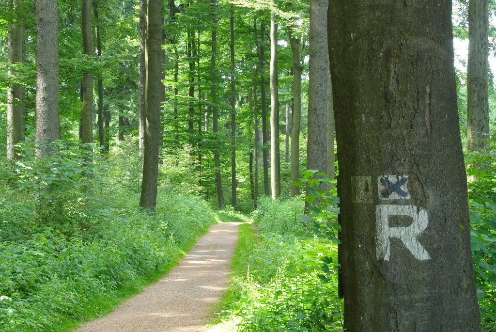 Thüringer Wald, Rennsteig an der Schillerbuche by Klaus Rommel