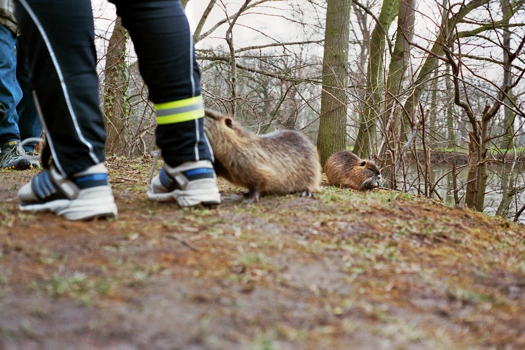 freilebende Nutria by christoph maas