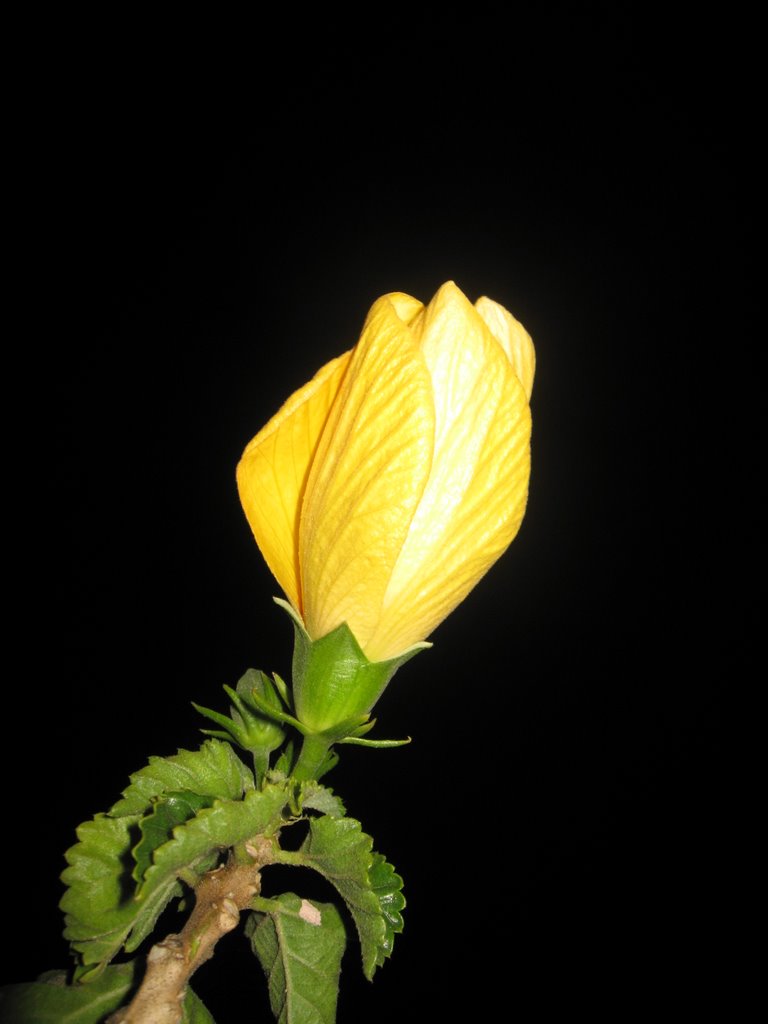 Hibiscus grandiflorus (Ibisco, San Joaquín) by Silvano Pabón Villam…