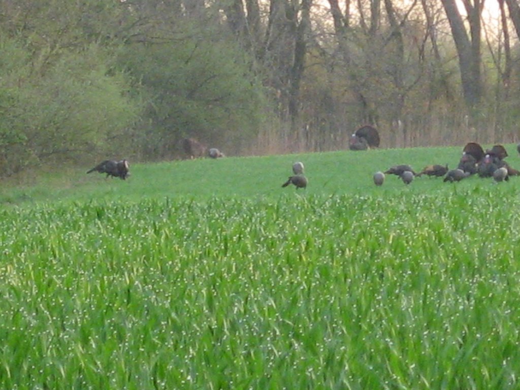 Wild Turkeys on Farm Field by Chris Sanfino