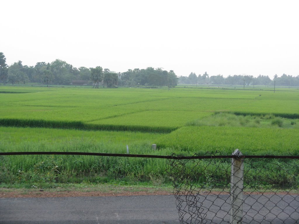 Green Paddy Field @ Singur by arijitbanik