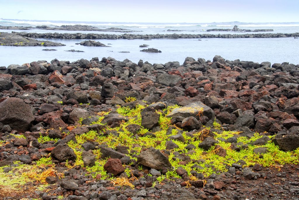 The ancient Hawaiian Fish ponds, Kapoho, Hawaii by Damon Tighe