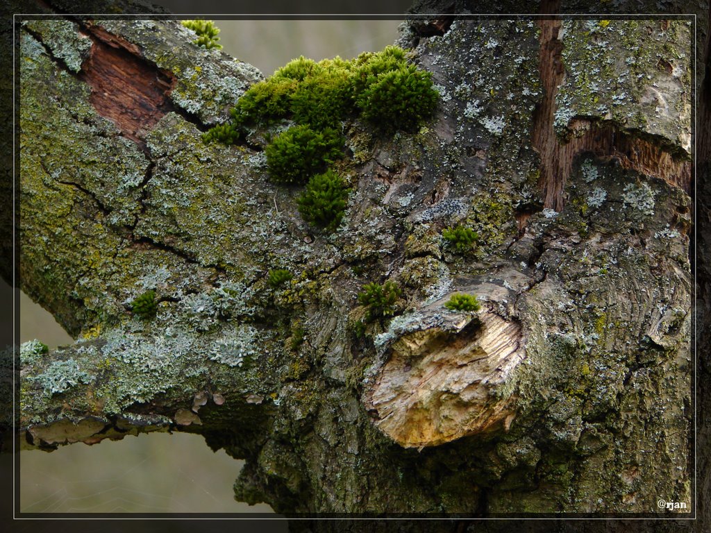 Landscape on a tree... by Arjan Keers