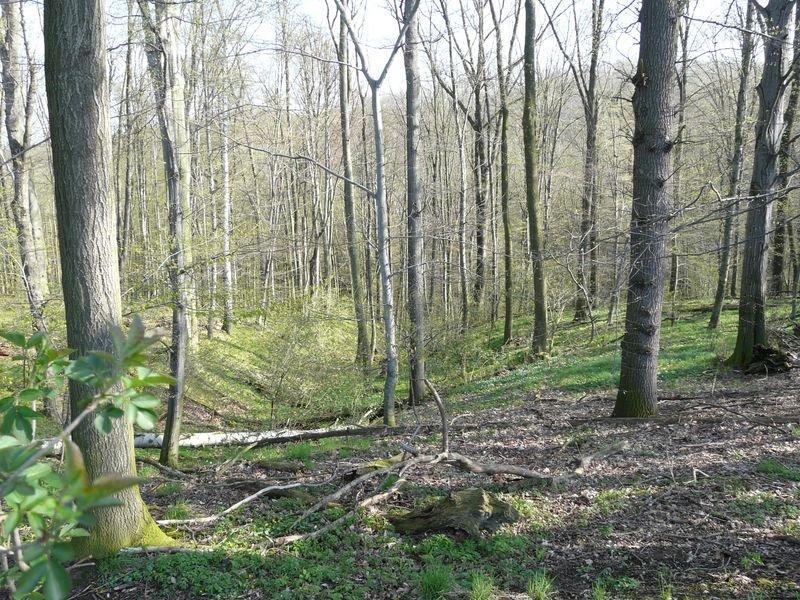 Leisnig, Blick in den Eichberg-Grund by Walter Stuber