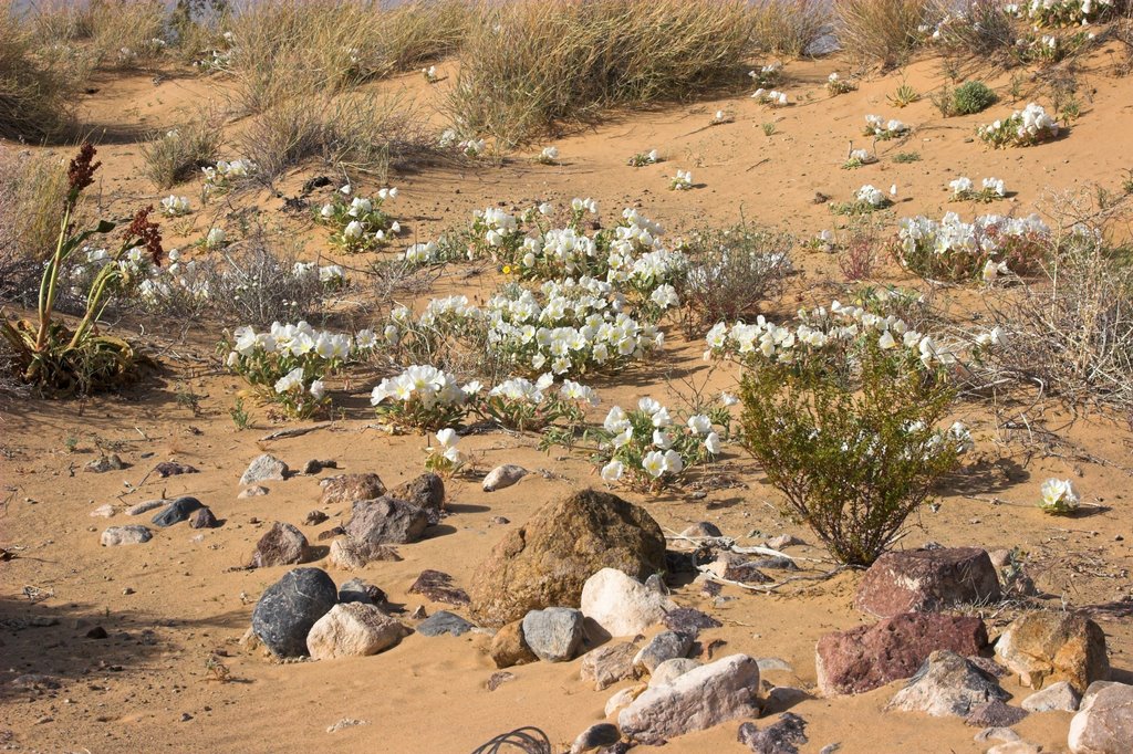 Mojave Spring Flowers, March 2008 by heisterberg