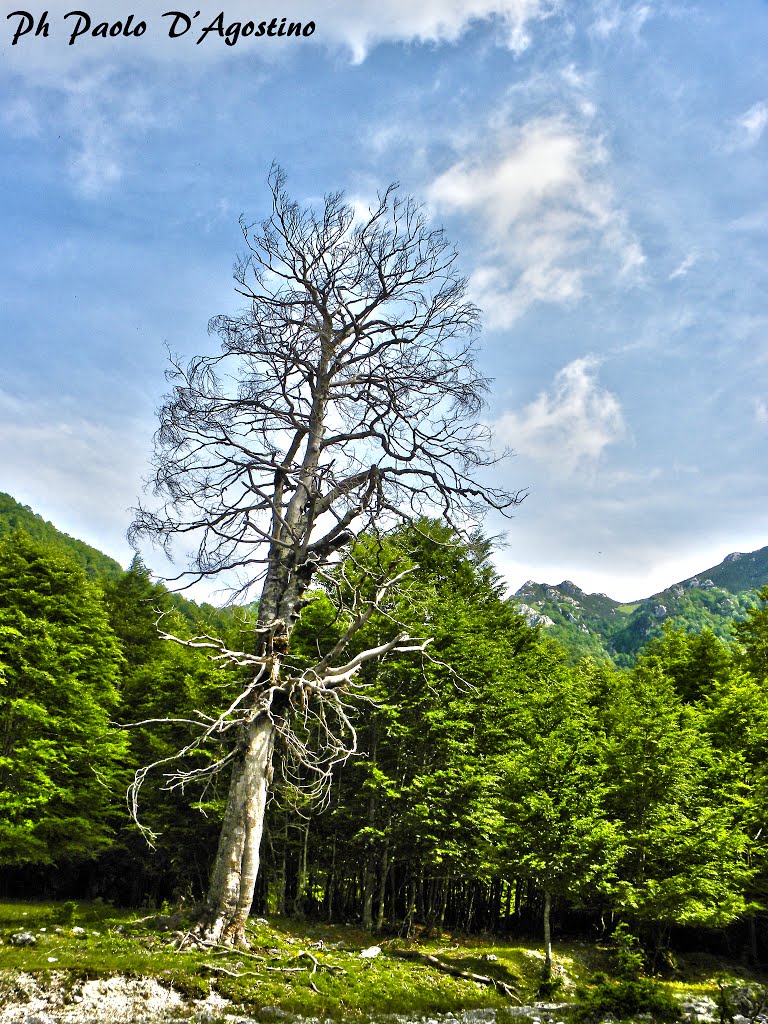 Albero Fantasma nel sentiero verso passo dell'orso. by Paolo82d