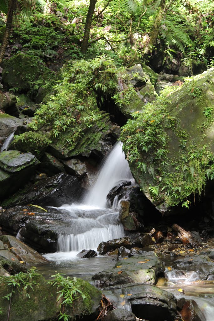 El Yunque by milagroscrivera