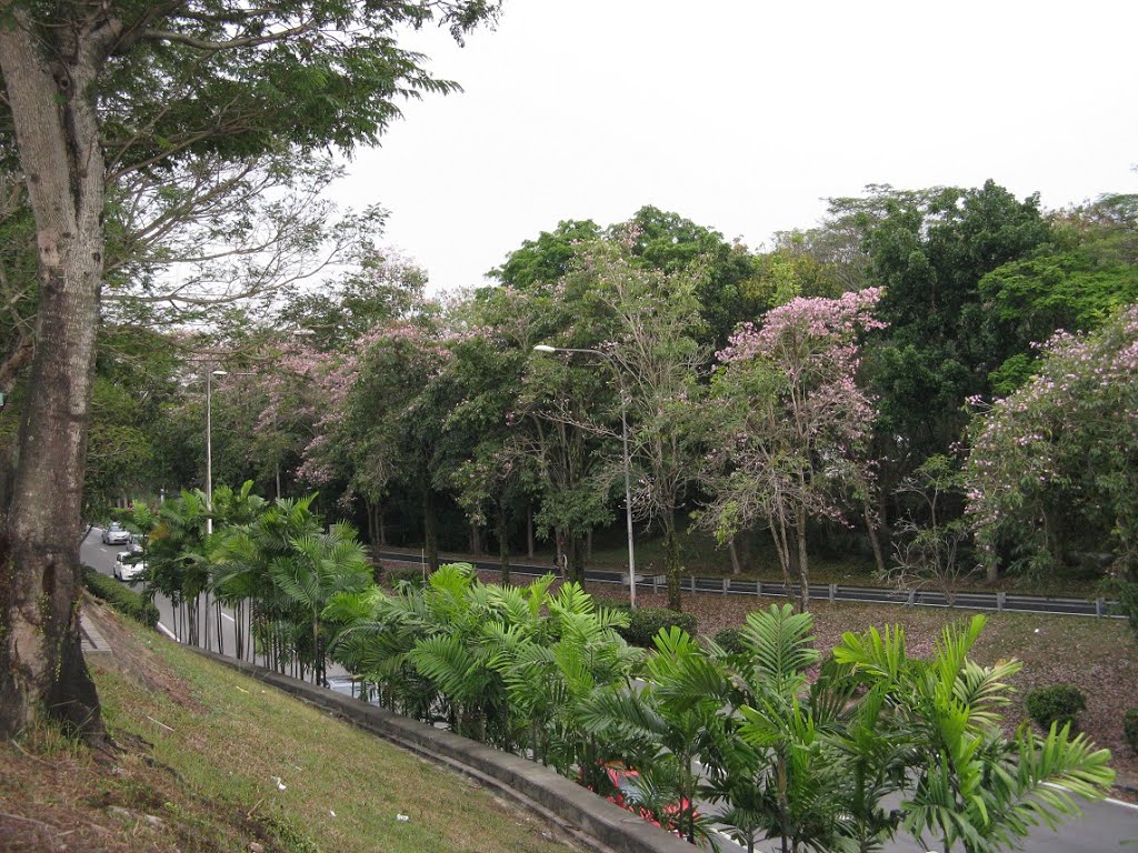 Blossom Flowers, besides Federal Highway by tonyng.my