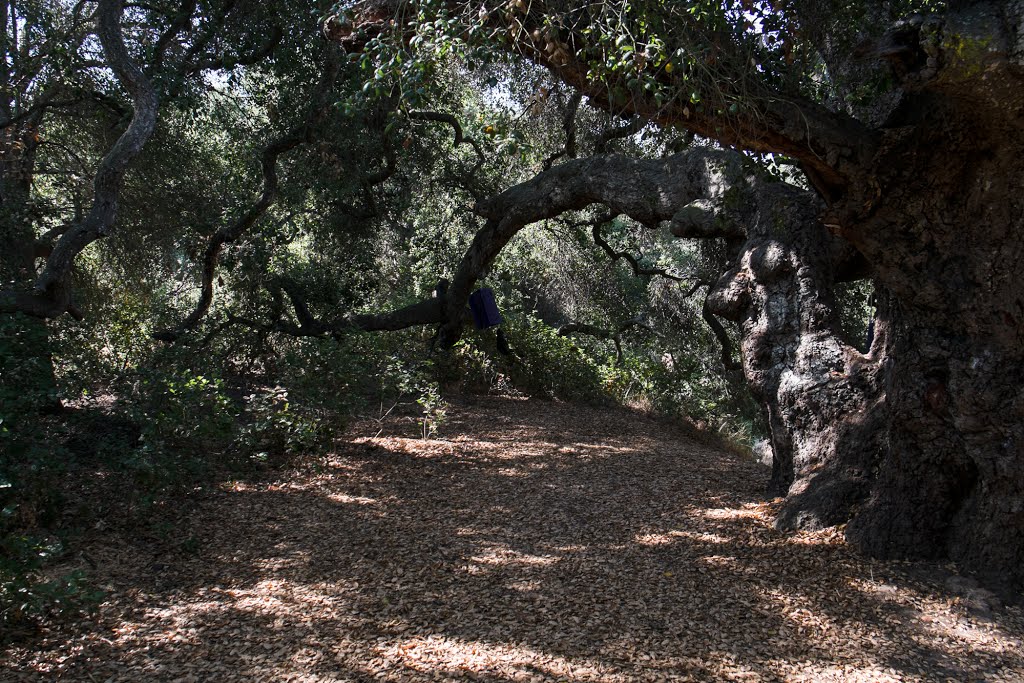 Tecolote Canyon by Eric D. Bier