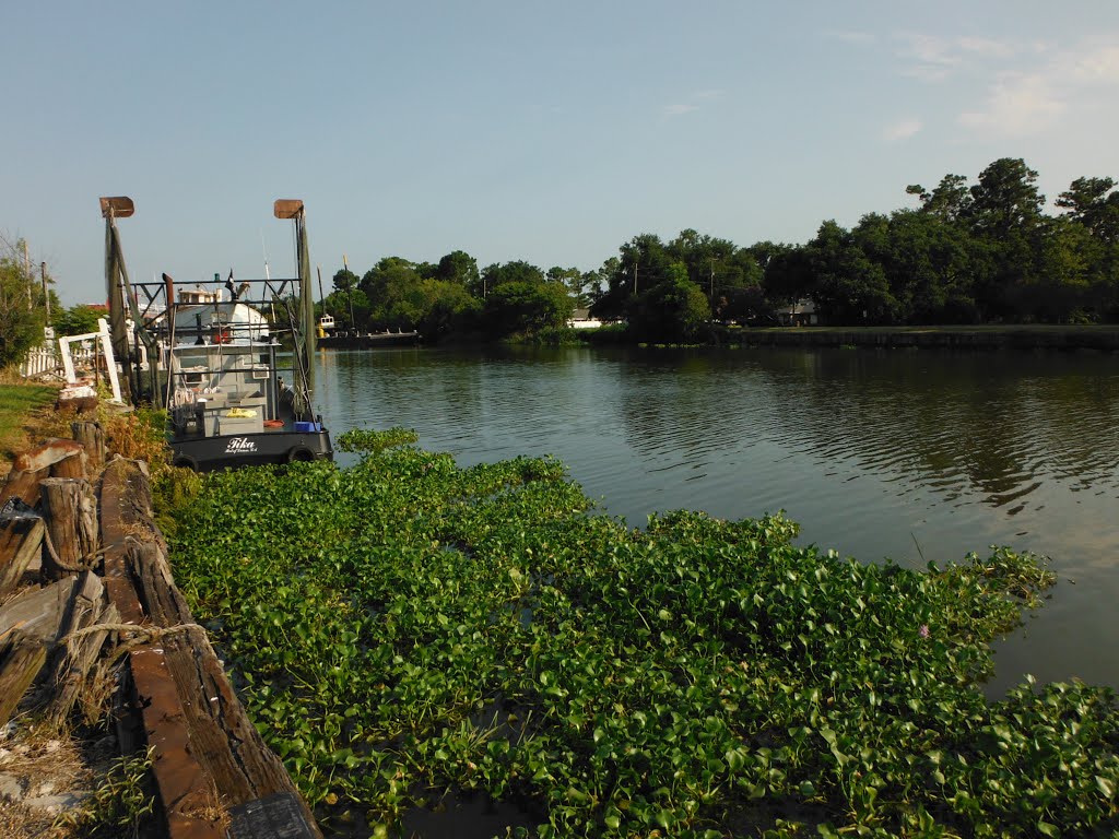 The bayou by the-traveling-cajun