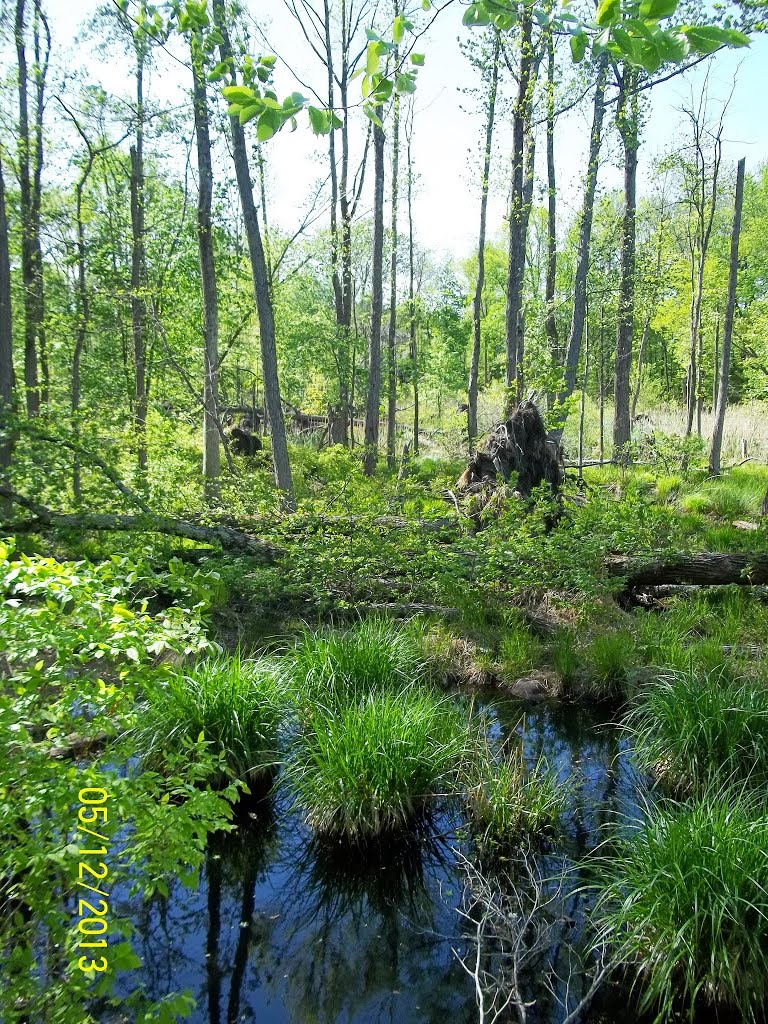 The Lawrence Brook, Monmouth Junction, New Jersey USA May 2013 by Gary Miotla