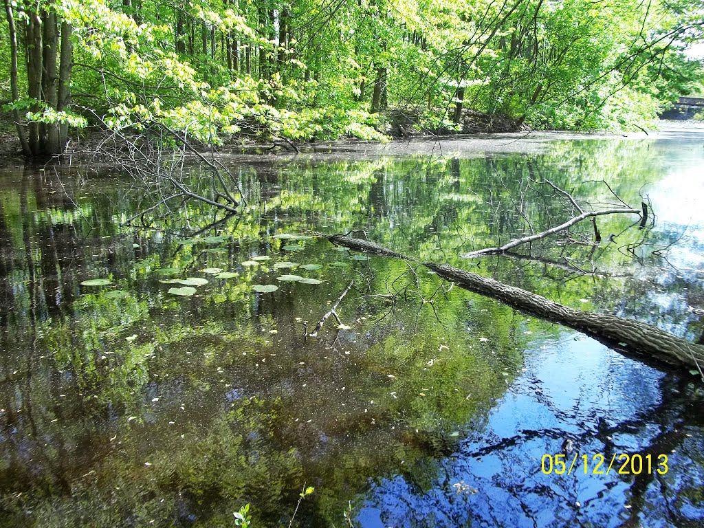 The Lawrence Brook, Monmouth Junction, New Jersey USA May 2013 by Gary Miotla