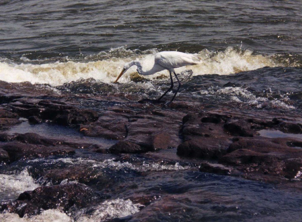 Salto chico - garzas pescando by Edmundo Rodríguez Pr…