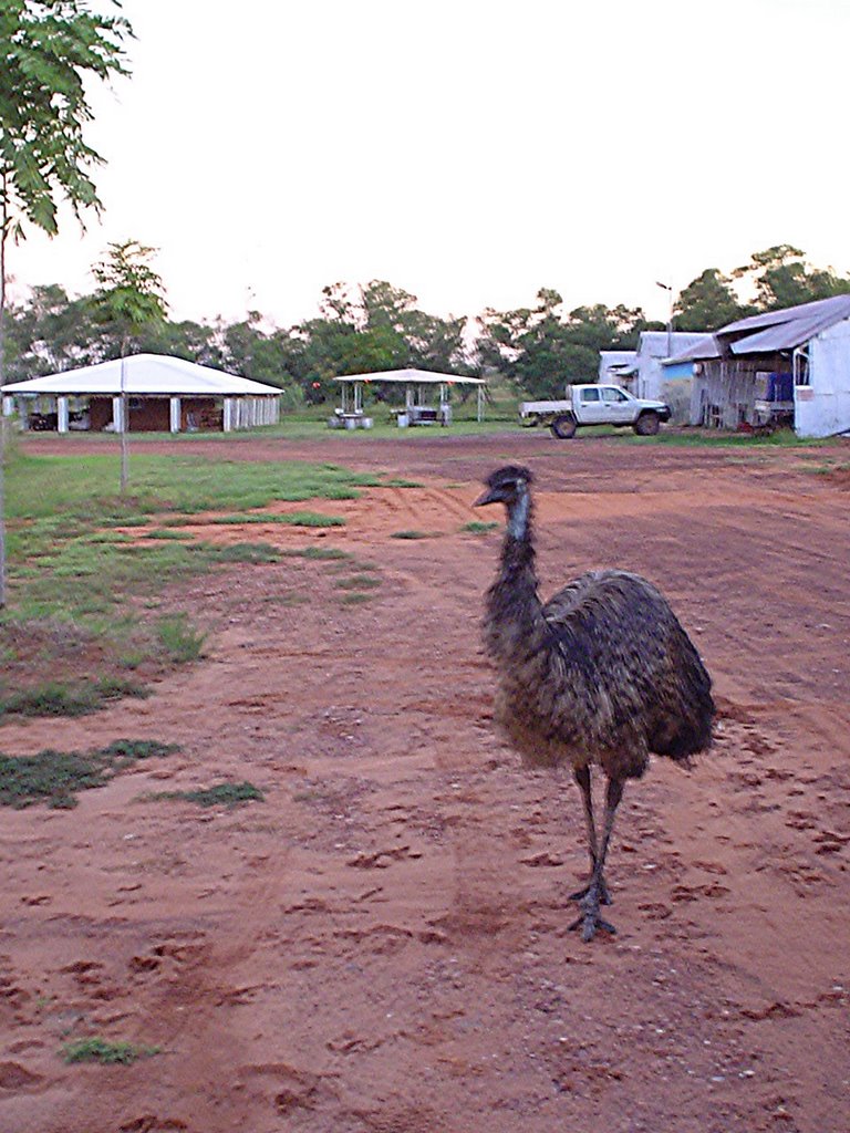 Camping emu by Federico Colombo