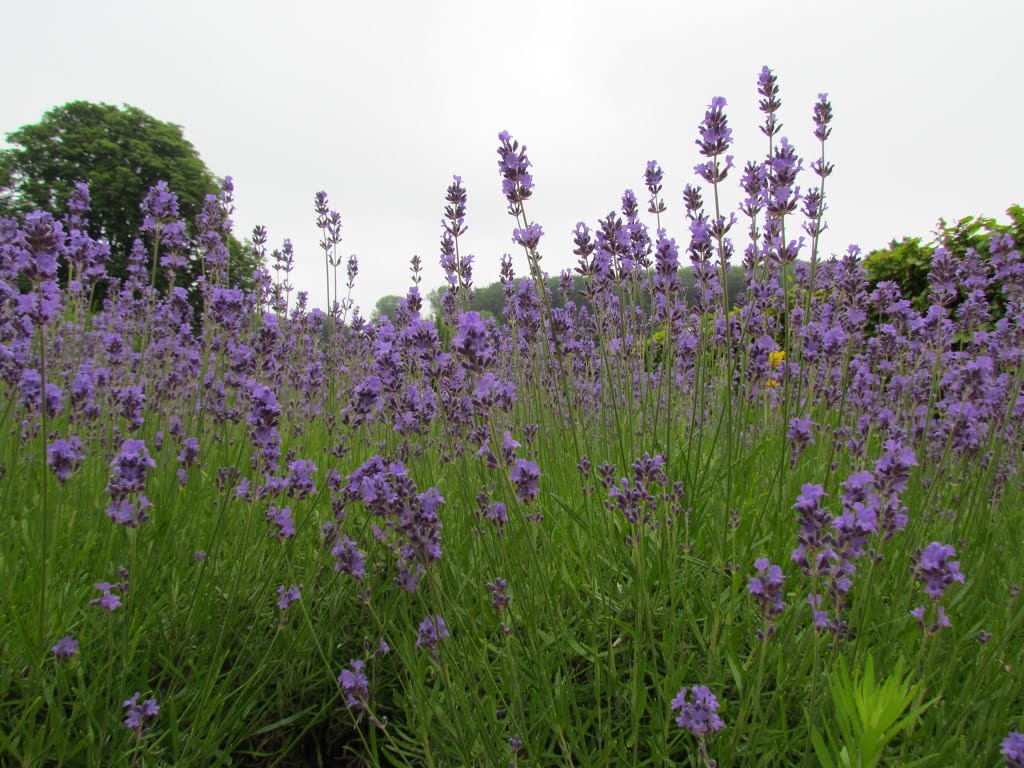 Lavendel lockt Bienen und Hummel an by *Dinie*