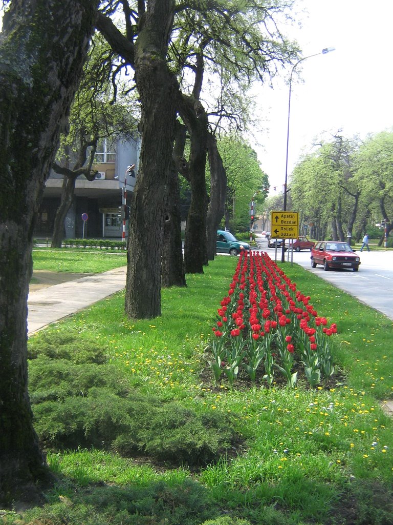 Sombor, putokaz u cveću by rodjoso