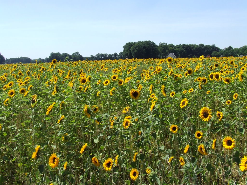 Zonnebloemen in de Brinkheurne by M.F. Naaldenberg