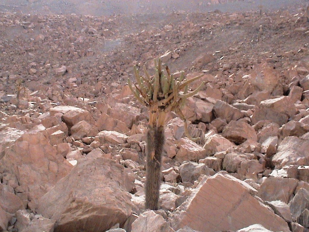 Cactus Cadelabro by Edgar Iligaray K.