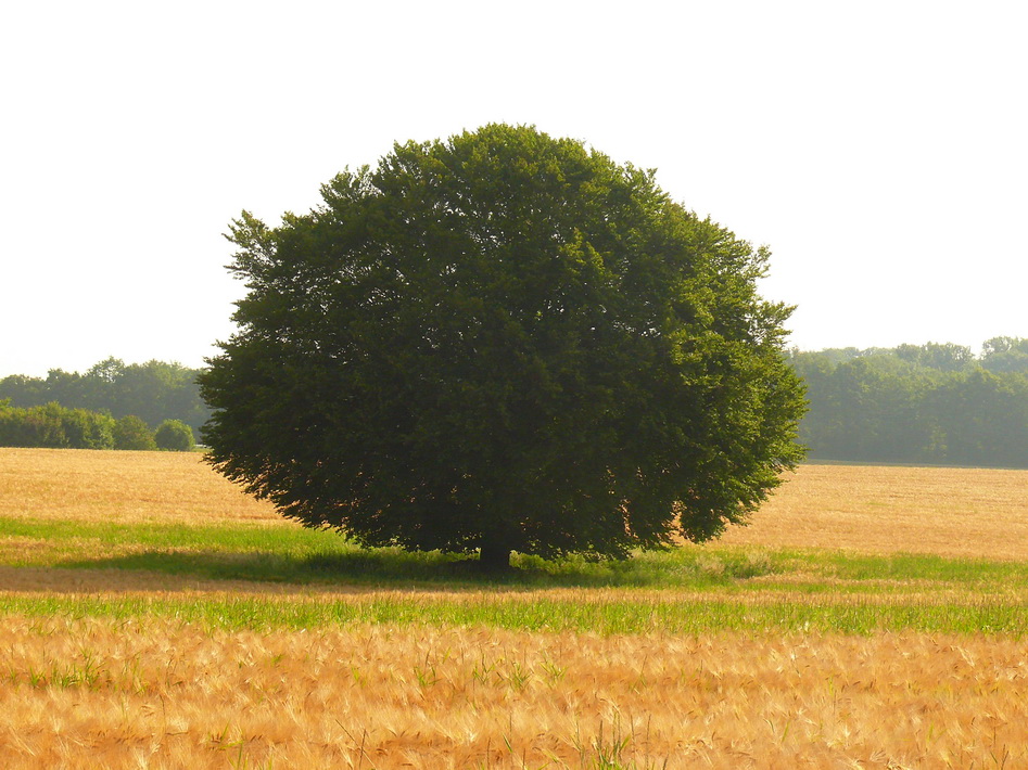 Der Baum - Juli by mathias.b