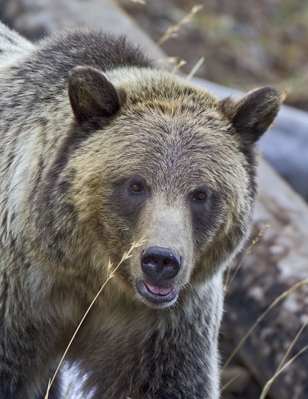 Grizzly Close Up @ Yellowstone by Dean Colprit