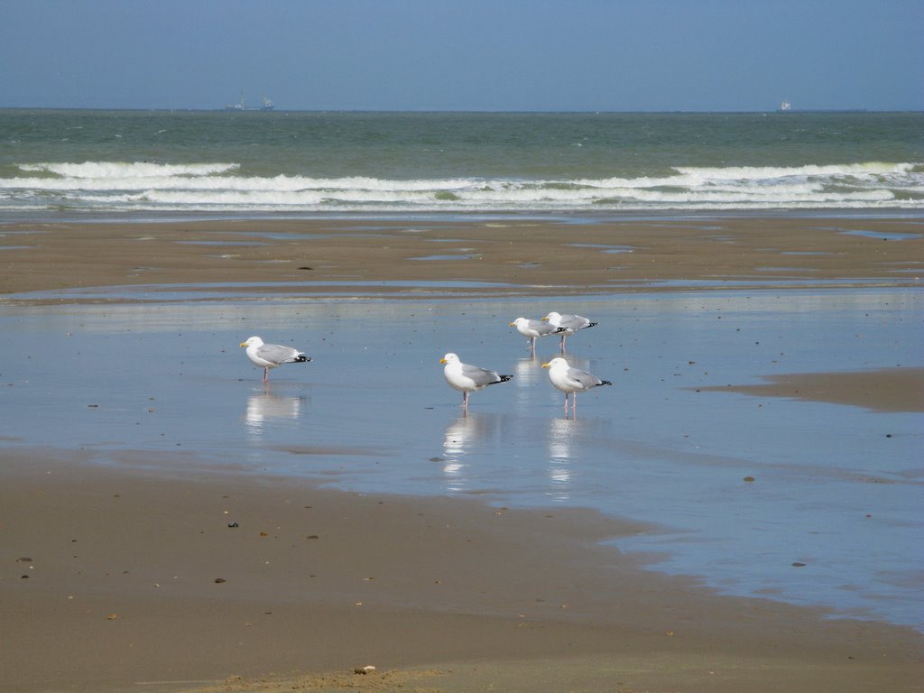 Looking for sea shells by maria joy