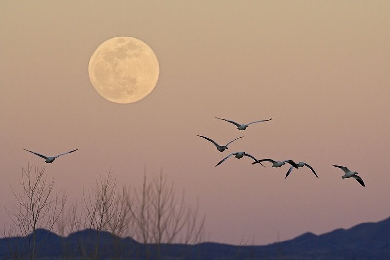 Full Moon at Bosque del Apache by Dean Colprit