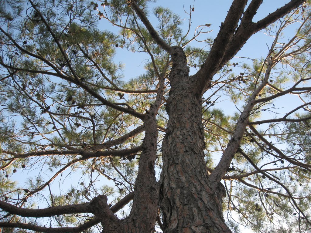 Pine trees in "Hurshat Hameyasdim", Haifa by sofiagendelman