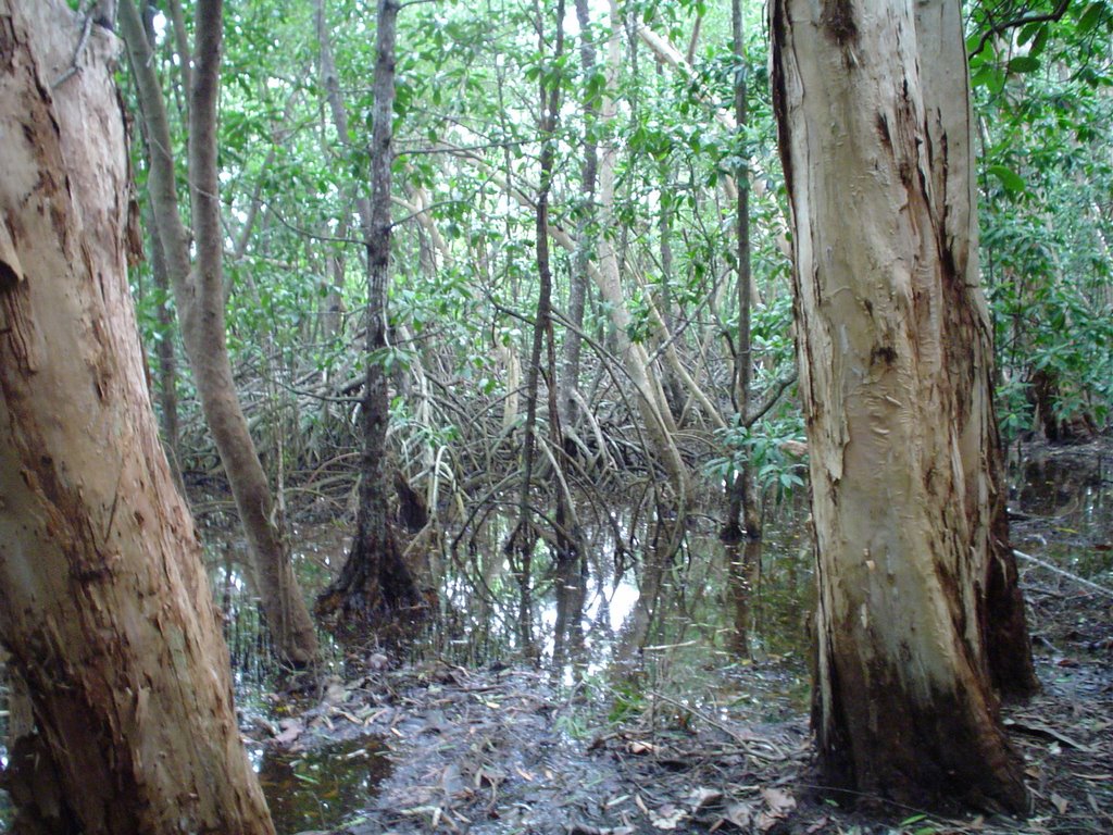 Mangrove near Cow beach by Federico Colombo