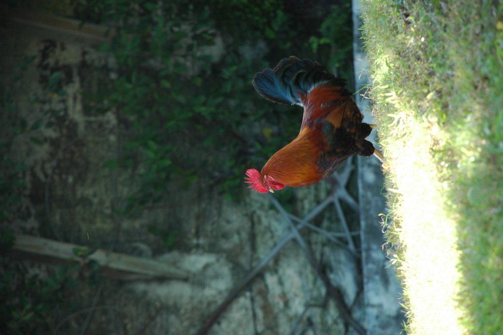 Resident Rooster by luzonmaker