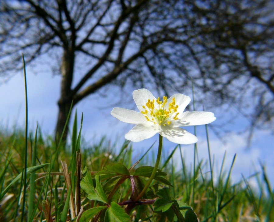 Anemone nemorosa by Alfred Schaffer