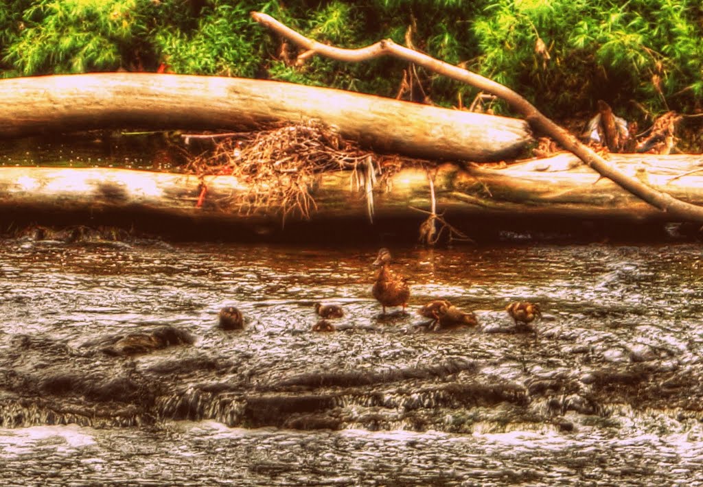 Menomonee River Ducks by Erik Wanta