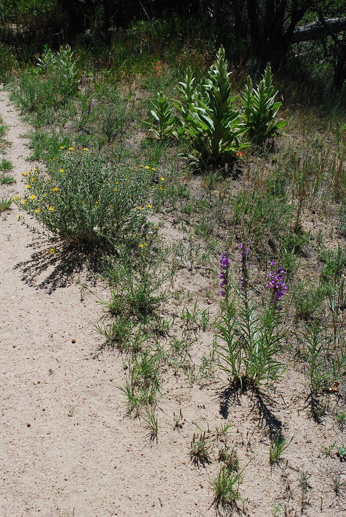 Flowers along Sunshine Trail by coloradojak - Keep Panoramio Alive