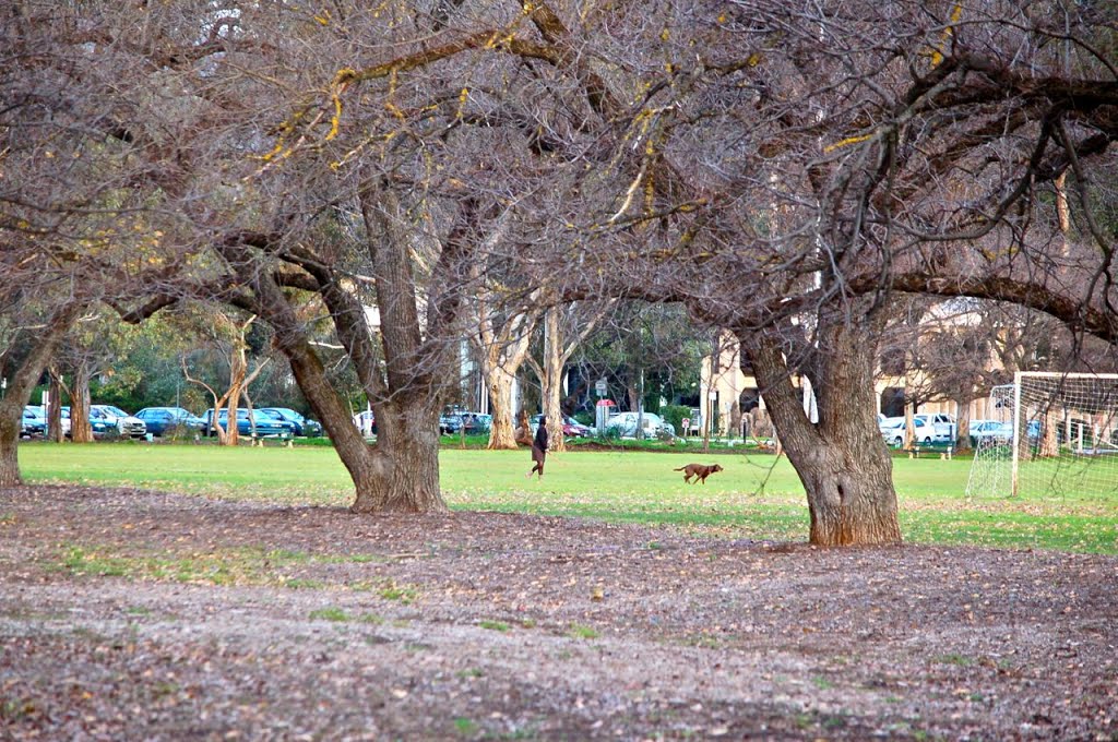 English Elm carriageway, South Parklands (park17), Adelaide by darcy o'shea