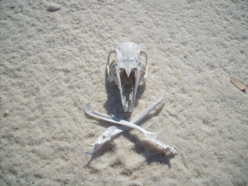 Nutria rat skull and cross bones horn island mississippi by zacharystewart