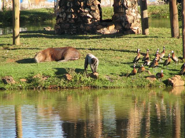 Zoo - Brasilia by pelosi