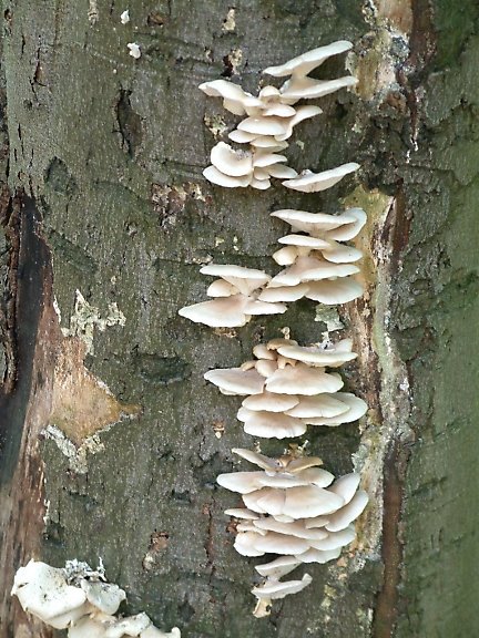 More tree fungi, Adel Woods by Noseyinround