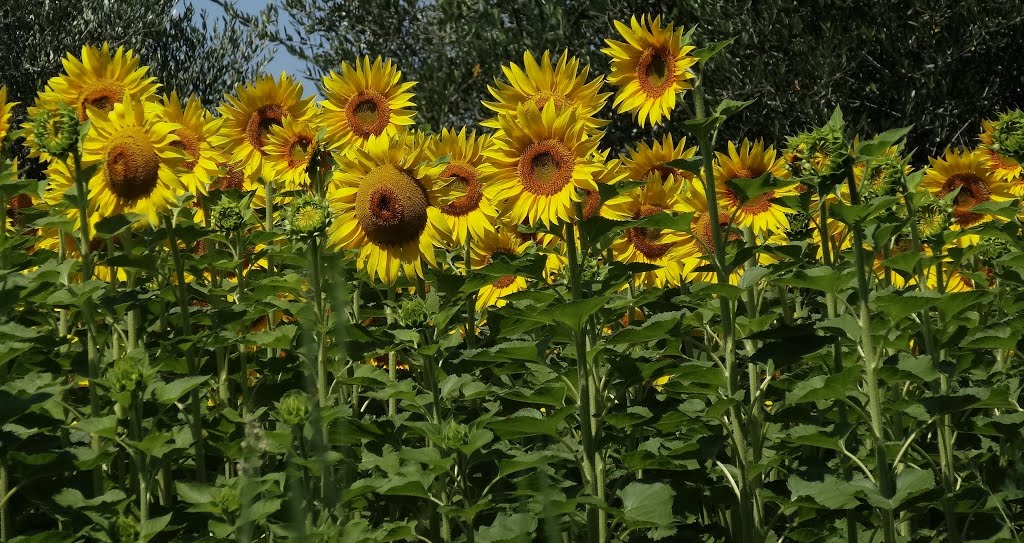 GIRASOLI, SUNFLOWERS by pizzodisevo