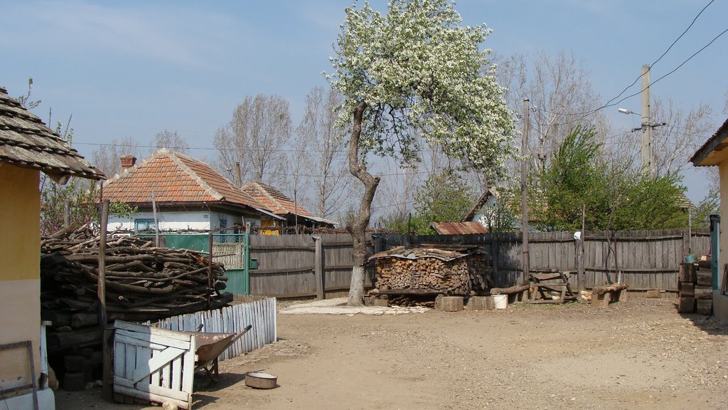 A yard in Ostrovu Mare by bogdanpopey