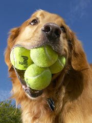 Mi perrita millie jugando al tenis....by carcalvet by carcalvet