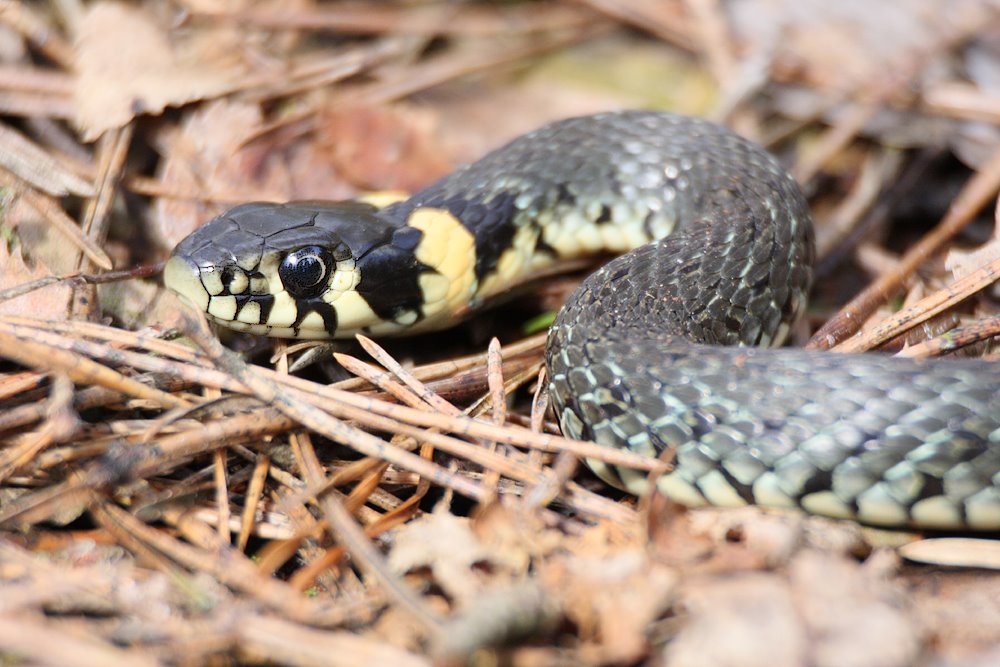 Biebrza National Park - amphibia, grass-snake by Krzyg