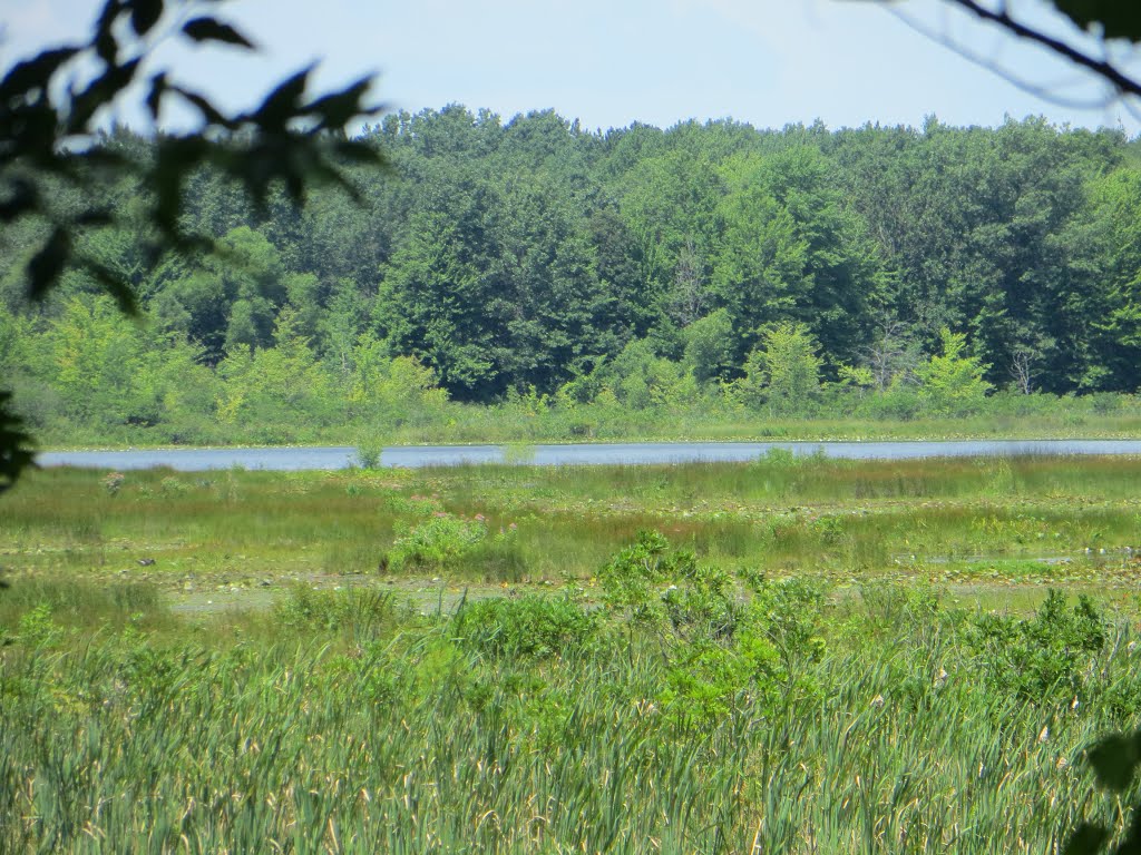 Grass Lake with a lot of water grasses by UnagiUnagi