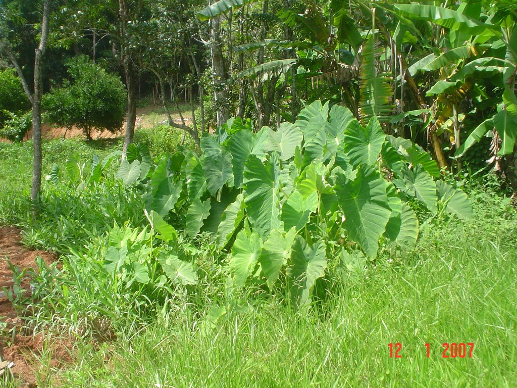 Planta Nativa - Sitio Oliveira - Bairro Parateí de Baixo - Zona Rural de Jacareí - São Paulo - Brasil by toninhochaves