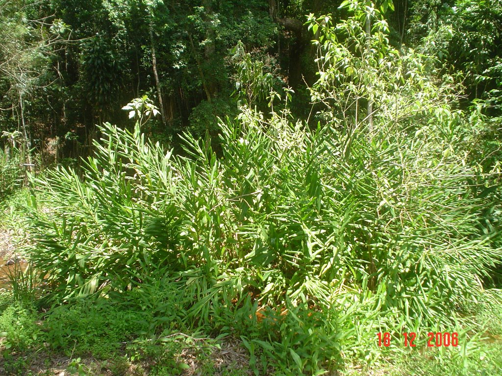 Planta Nativa - Sitio Oliveira - Bairro Parateí de Baixo - Zona Rural de Jacareí - São Paulo - Brasil by toninhochaves