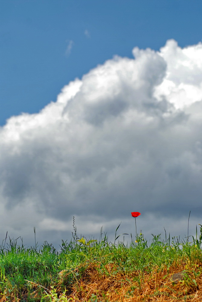 Poppy - Pipacs DSC_0117-1.jpg by Sárdi A. Zoltán ♥Budapest♥