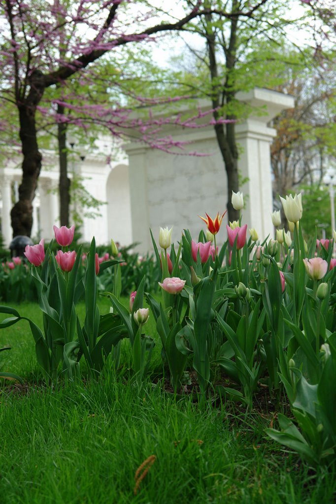 Spring Tulips by Stefan_kr