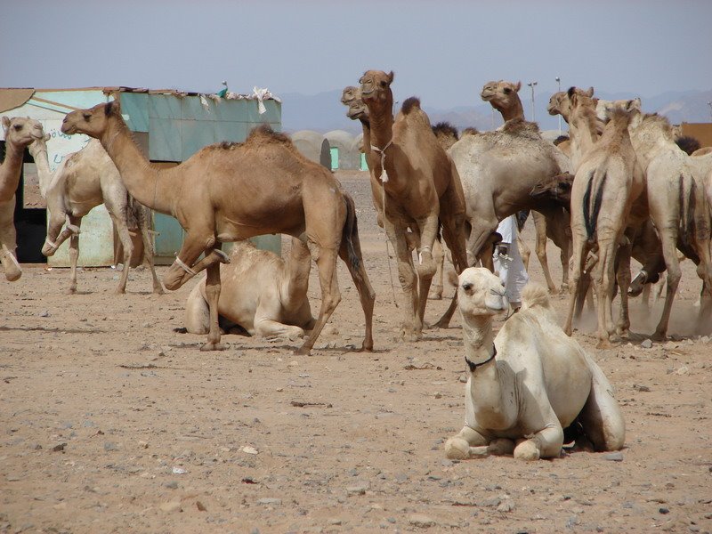 Camels Market - Shalateen by Yasser El-Rasoul