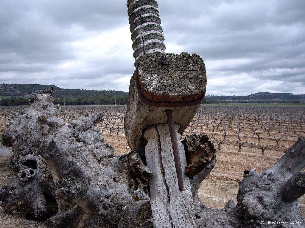 Vides de Arzuaga - Arzuaga vineyard by ebolufer